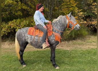 Sonstige Rassen, Stute, 4 Jahre, 150 cm, Blauschimmel