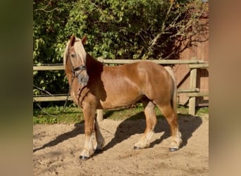 Sonstige Rassen, Stute, 4 Jahre, 151 cm, Dunkelfuchs