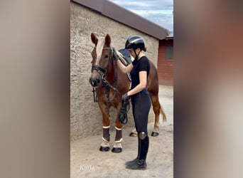 Sonstige Rassen, Stute, 4 Jahre, 151 cm, Dunkelfuchs