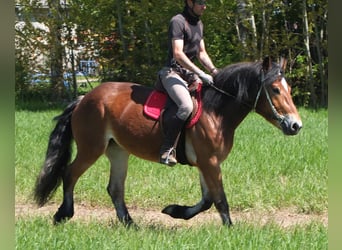 Sonstige Rassen Mix, Stute, 4 Jahre, 152 cm, Brauner