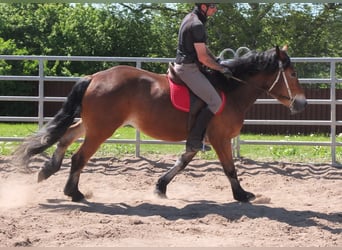 Sonstige Rassen Mix, Stute, 4 Jahre, 152 cm, Brauner