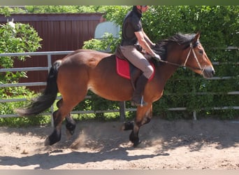 Sonstige Rassen Mix, Stute, 4 Jahre, 152 cm, Brauner