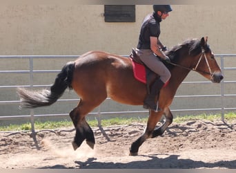 Sonstige Rassen Mix, Stute, 4 Jahre, 152 cm, Brauner