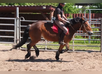 Sonstige Rassen Mix, Stute, 4 Jahre, 152 cm, Brauner