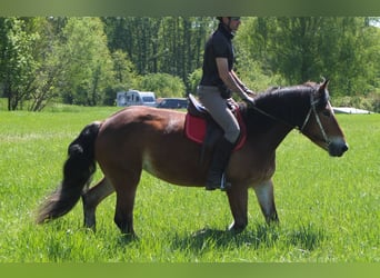 Sonstige Rassen Mix, Stute, 4 Jahre, 152 cm, Brauner