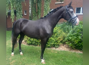 Sonstige Rassen, Stute, 4 Jahre, 152 cm, Rappschimmel