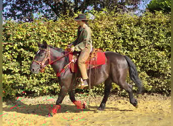 Sonstige Rassen, Stute, 4 Jahre, 153 cm, Rappe