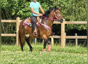 Sonstige Rassen Mix, Stute, 4 Jahre, 154 cm, Brauner