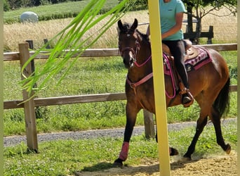 Sonstige Rassen Mix, Stute, 4 Jahre, 154 cm, Brauner