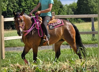 Sonstige Rassen Mix, Stute, 4 Jahre, 154 cm, Brauner