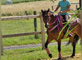 Sonstige Rassen Mix, Stute, 4 Jahre, 154 cm, Brauner