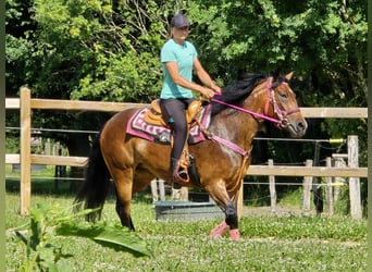 Sonstige Rassen Mix, Stute, 4 Jahre, 154 cm, Brauner