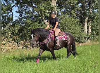 Sonstige Rassen, Stute, 4 Jahre, 154 cm, Rappe