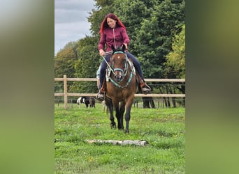 Sonstige Rassen Mix, Stute, 4 Jahre, 155 cm, Brauner