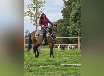Sonstige Rassen Mix, Stute, 4 Jahre, 155 cm, Brauner