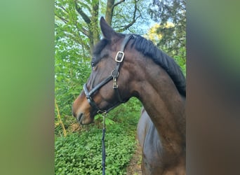 Sonstige Rassen Mix, Stute, 4 Jahre, 155 cm, Dunkelbrauner