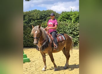 Sonstige Rassen, Stute, 4 Jahre, 155 cm, Dunkelfuchs