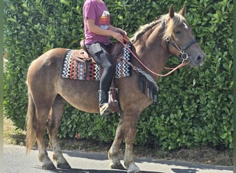 Sonstige Rassen, Stute, 4 Jahre, 155 cm, Dunkelfuchs