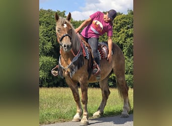 Sonstige Rassen, Stute, 4 Jahre, 155 cm, Dunkelfuchs