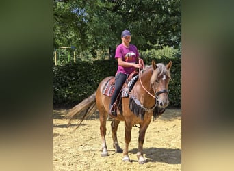 Sonstige Rassen, Stute, 4 Jahre, 155 cm, Dunkelfuchs