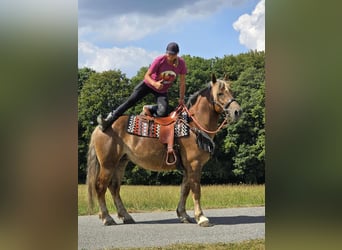 Sonstige Rassen, Stute, 4 Jahre, 155 cm, Dunkelfuchs