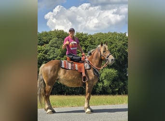 Sonstige Rassen, Stute, 4 Jahre, 155 cm, Dunkelfuchs
