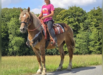 Sonstige Rassen, Stute, 4 Jahre, 155 cm, Dunkelfuchs