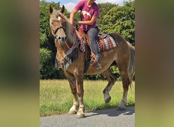 Sonstige Rassen, Stute, 4 Jahre, 155 cm, Dunkelfuchs