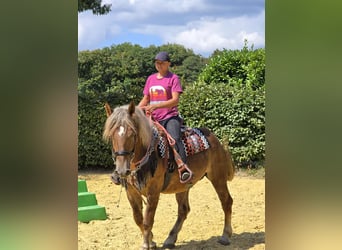 Sonstige Rassen, Stute, 4 Jahre, 155 cm, Dunkelfuchs