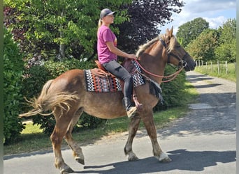 Sonstige Rassen, Stute, 4 Jahre, 155 cm, Dunkelfuchs