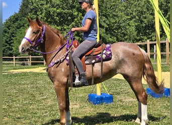 Sonstige Rassen, Stute, 4 Jahre, 155 cm, Fuchs