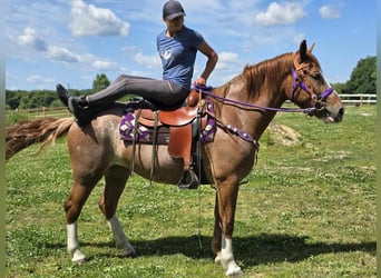 Sonstige Rassen, Stute, 4 Jahre, 155 cm, Fuchs