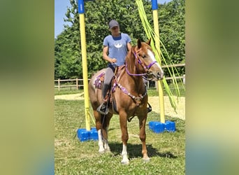 Sonstige Rassen, Stute, 4 Jahre, 155 cm, Fuchs