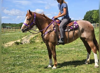 Sonstige Rassen, Stute, 4 Jahre, 155 cm, Fuchs