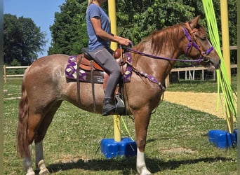Sonstige Rassen, Stute, 4 Jahre, 155 cm, Fuchs
