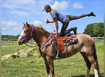 Sonstige Rassen, Stute, 4 Jahre, 155 cm, Fuchs