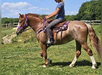 Sonstige Rassen, Stute, 4 Jahre, 155 cm, Fuchs