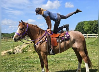 Sonstige Rassen, Stute, 4 Jahre, 155 cm, Fuchs