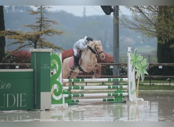 Sonstige Rassen Mix, Stute, 4 Jahre, 155 cm, Palomino