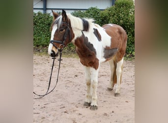 Sonstige Rassen, Stute, 4 Jahre, 155 cm, Schecke