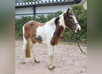 Sonstige Rassen, Stute, 4 Jahre, 155 cm, Schecke