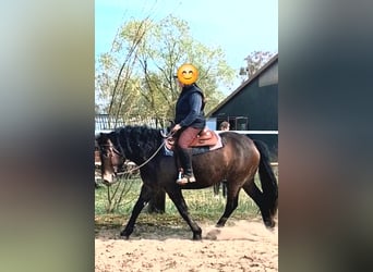 Sonstige Rassen, Stute, 4 Jahre, 156 cm, Brauner