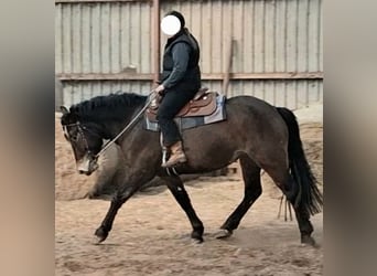 Sonstige Rassen, Stute, 4 Jahre, 156 cm, Brauner