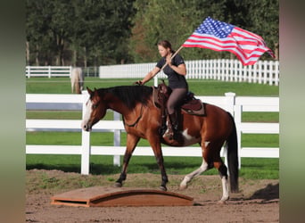 Sonstige Rassen Mix, Stute, 4 Jahre, 156 cm, Overo-alle-Farben