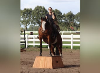 Sonstige Rassen Mix, Stute, 4 Jahre, 156 cm, Overo-alle-Farben