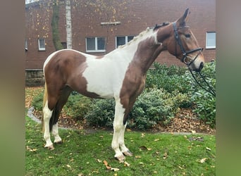 Sonstige Rassen, Stute, 4 Jahre, 156 cm, Schecke