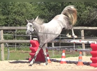 Sonstige Rassen, Stute, 4 Jahre, 156 cm, Schimmel