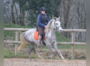 Sonstige Rassen, Stute, 4 Jahre, 156 cm, Schimmel
