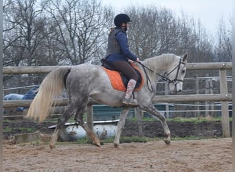 Sonstige Rassen, Stute, 4 Jahre, 156 cm, Schimmel