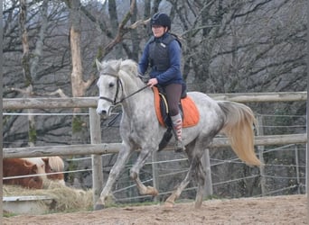 Sonstige Rassen, Stute, 4 Jahre, 156 cm, Schimmel